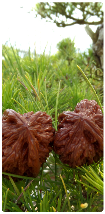 98e4ebd0fb47016244e3f7206cf1b8cf_1453254