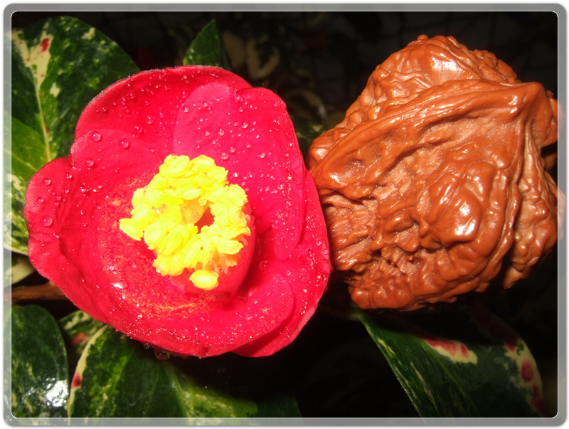 2619b2af8cf0b3e4fd2a2107e49df511_1455362