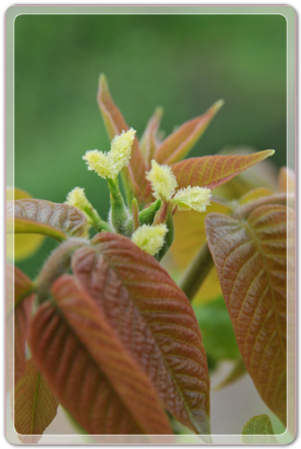 6fea4459f9cdd241238712dd2892ebd9_1456406