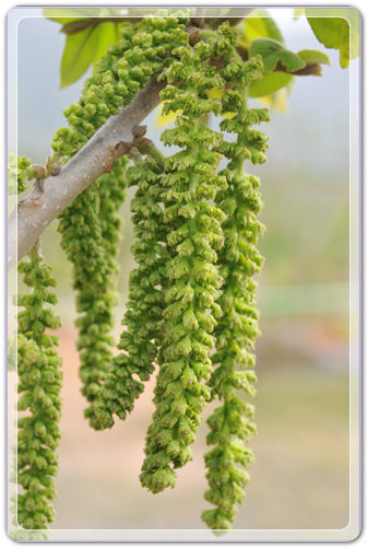 6fea4459f9cdd241238712dd2892ebd9_1456407