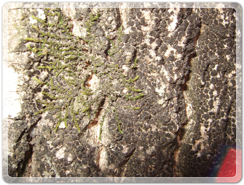 6fea4459f9cdd241238712dd2892ebd9_1456407