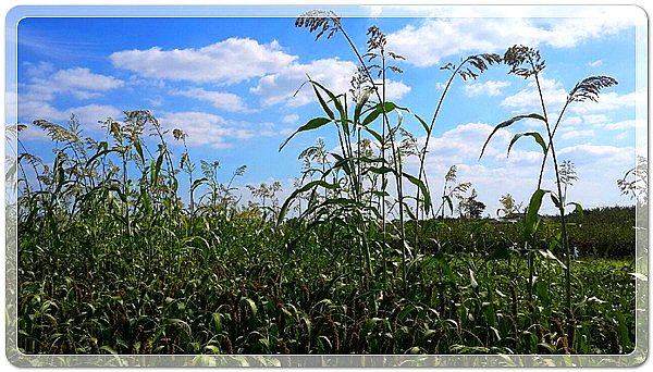 f61a36e3c9deb541dbf4e1af39e1bc32_1455723