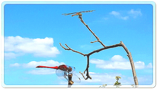 f61a36e3c9deb541dbf4e1af39e1bc32_1455724