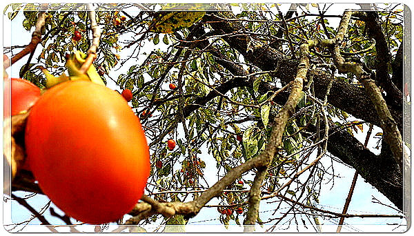 f61a36e3c9deb541dbf4e1af39e1bc32_1455724