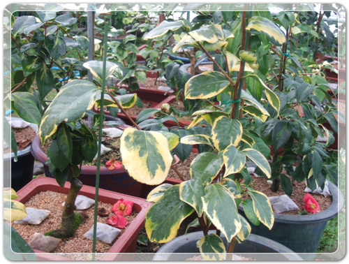 ff3db9ca7232403a366c17b514327d0a_1456627