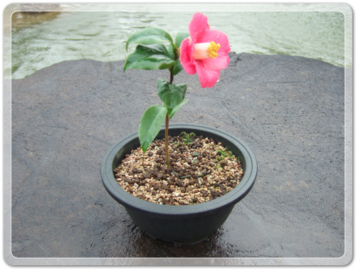 ff3db9ca7232403a366c17b514327d0a_1456627