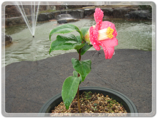 ff3db9ca7232403a366c17b514327d0a_1456627