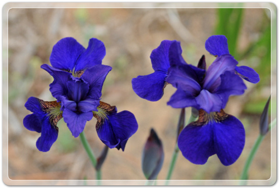 107f0183c7cabd2e8f05073cd4504125_1457348