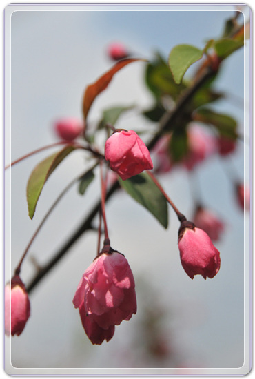 107f0183c7cabd2e8f05073cd4504125_1457348