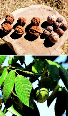 457a901acb8b37e0c882d0ad3b6c3625_1458220