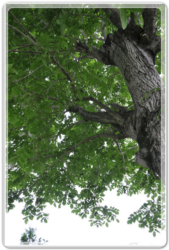 667dbd6a1e8f88cdae1f55f24e344045_1458915