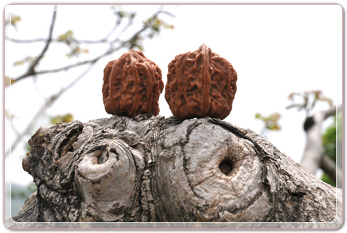 70169da37b22264dc2db365a1bbf7059_1456977