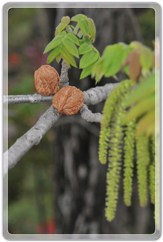 70169da37b22264dc2db365a1bbf7059_1456977