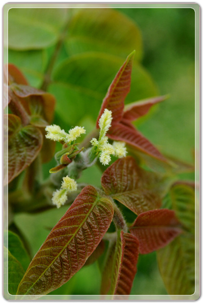 bd125e97d3e3fcc274bda842ff0b828a_1457874