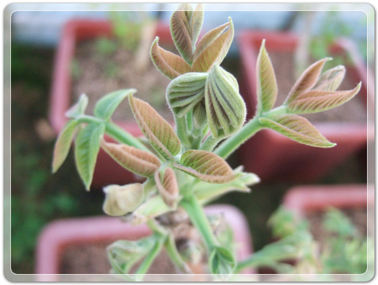 c31a3078b239c0b2d5fb5516cb7b1176_1458992