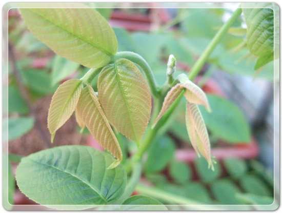 c31a3078b239c0b2d5fb5516cb7b1176_1458992