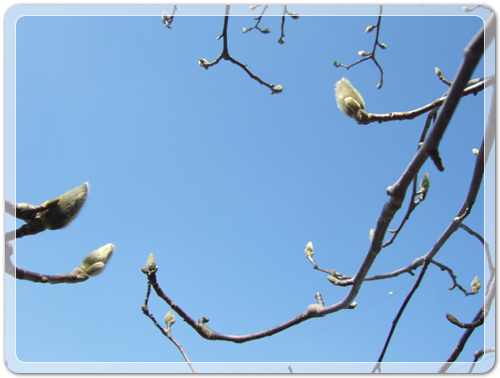 c8326306713cdeb52ed5a969d6d921c1_1456804