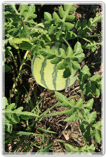 cc4654913e681e03c0c6e9755fd1aa2b_1457785