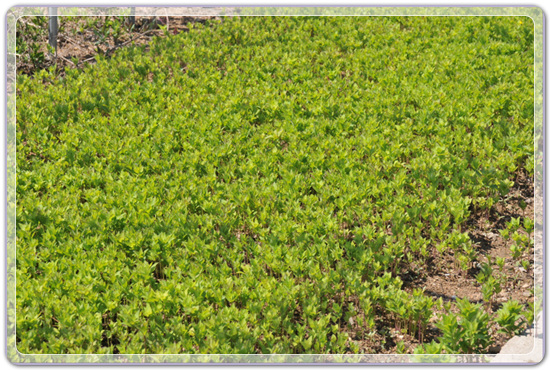 cc4654913e681e03c0c6e9755fd1aa2b_1457785