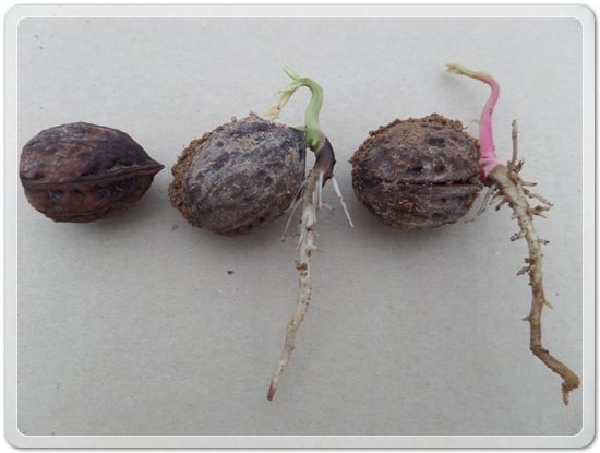 e9d3b46d83b5588a284411f8501ee236_1457240