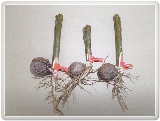 e9d3b46d83b5588a284411f8501ee236_1457240