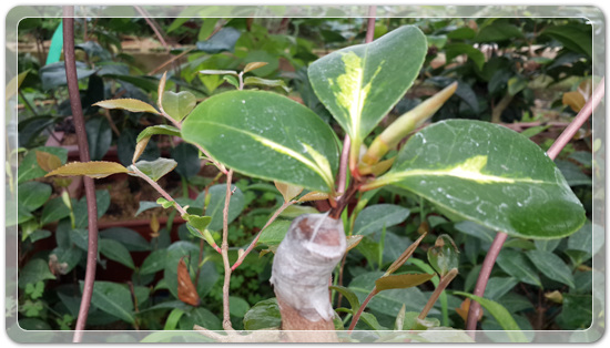 e9d3b46d83b5588a284411f8501ee236_1457241