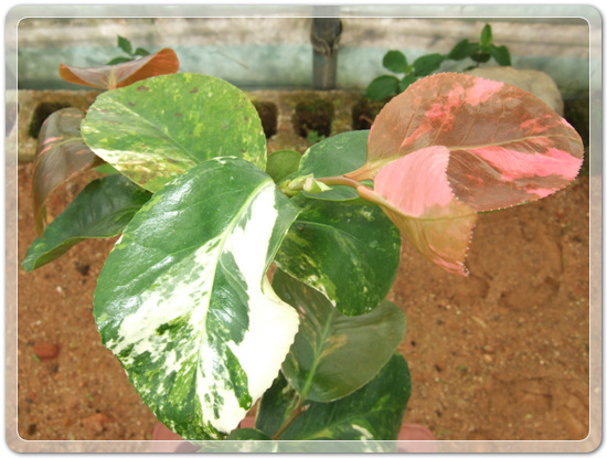 e9d3b46d83b5588a284411f8501ee236_1457241