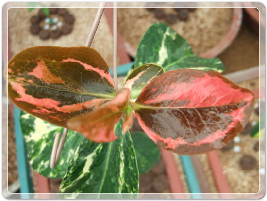 e9d3b46d83b5588a284411f8501ee236_1457241