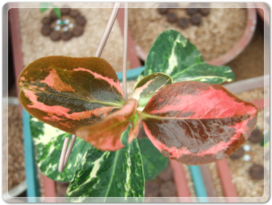 e9d3b46d83b5588a284411f8501ee236_1457241