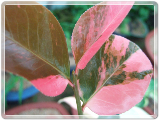 e9d3b46d83b5588a284411f8501ee236_1457241