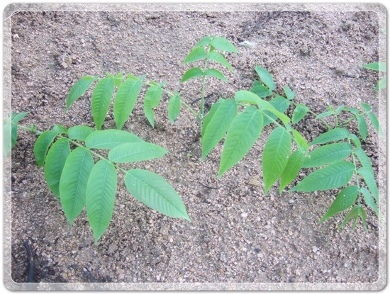 20c42601a823e51e1955a0c702619fec_1461579