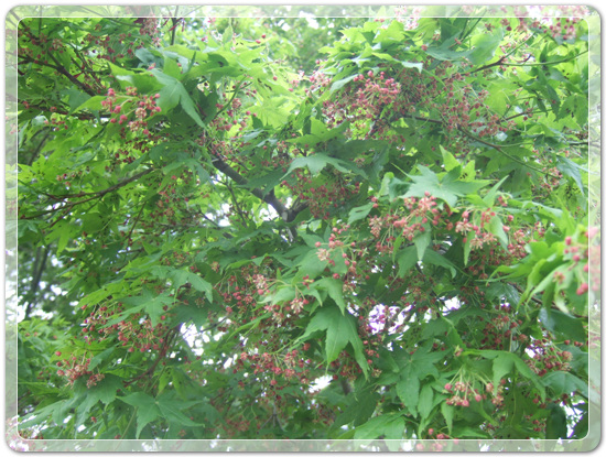 250b437d93324da41bc3dcfff9fce1e6_1460899