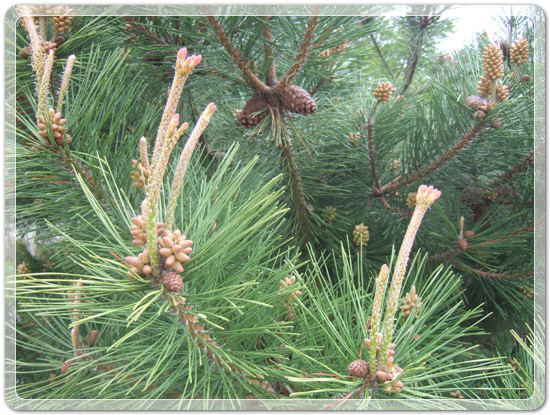 250b437d93324da41bc3dcfff9fce1e6_1460899