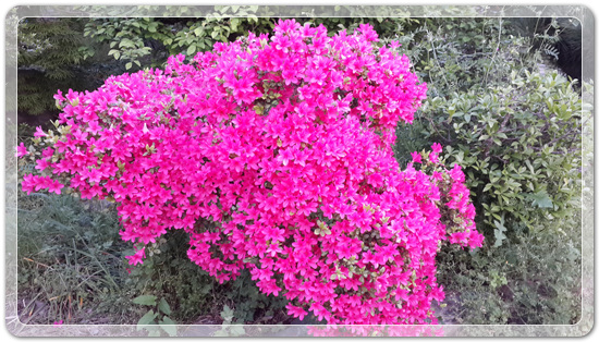 63b383481f309c589da5176c268a8eaa_1462013