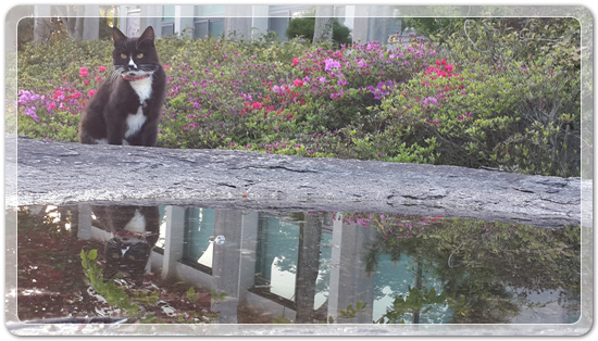 7442c68e2dc973e552271a28f4f6d087_1460718