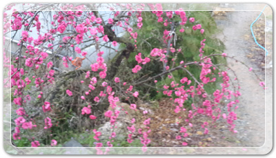 78066b4dd4386f301143d78f226f24ef_1459939