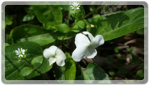 d8fee6a959ca88872bdae7de7de5ec91_1460202