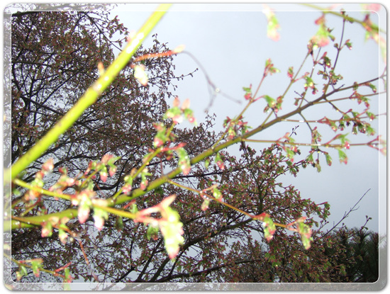 dc137dcb6276177a468d66de499ba4fa_1459675