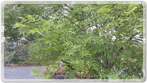 08abd8ddf9c85c595f98bf88e4c5cc53_1464400