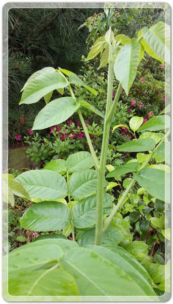 08abd8ddf9c85c595f98bf88e4c5cc53_1464400