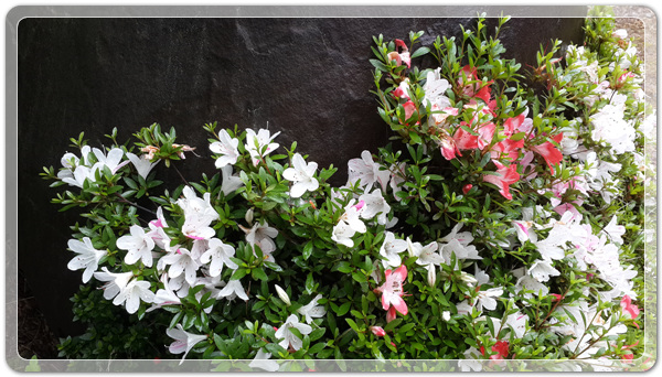 08abd8ddf9c85c595f98bf88e4c5cc53_1464401