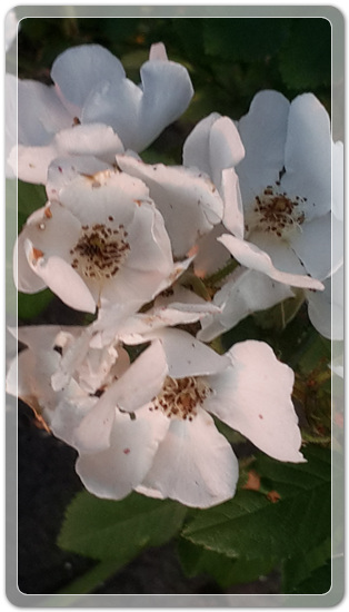 238eb92caf3d3e12d3513f429c17806f_1463571