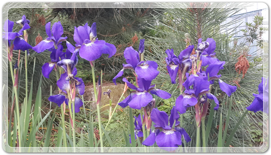 238eb92caf3d3e12d3513f429c17806f_1463571