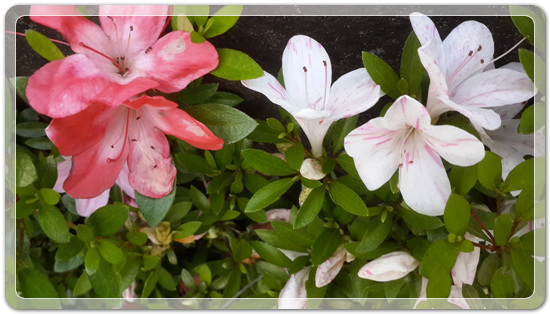 238eb92caf3d3e12d3513f429c17806f_1463571