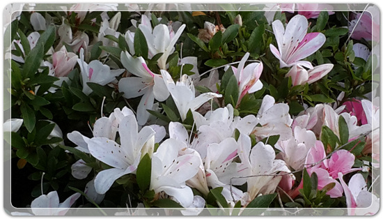 238eb92caf3d3e12d3513f429c17806f_1463571