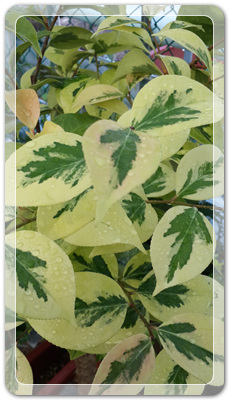 7e3e4db38a7213d0f4c38020349e283c_1464171