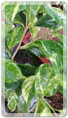 7e3e4db38a7213d0f4c38020349e283c_1464171