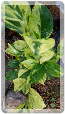 7e3e4db38a7213d0f4c38020349e283c_1464171