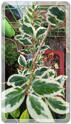 7e3e4db38a7213d0f4c38020349e283c_1464171