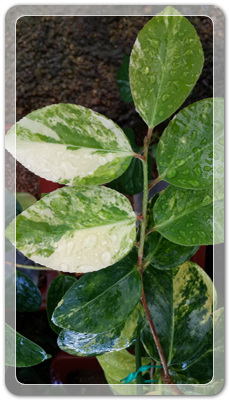 7e3e4db38a7213d0f4c38020349e283c_1464171